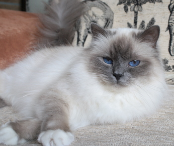 Aida v.d. Cremet�rtchen