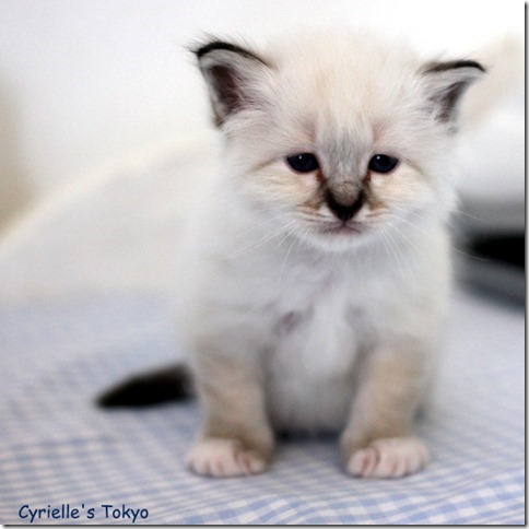 Cyrielles Tokyo