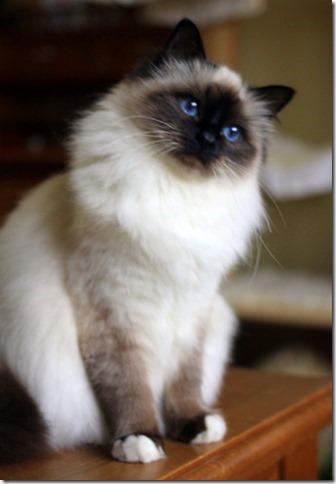 Li Majs Eternal Summer