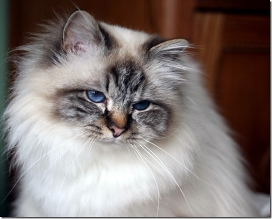 Nevio vom Goldsteintal